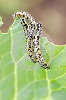 Cabbage butterfly catterpillars