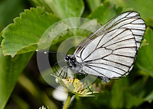 The cabbage butterfly collects nectar from strawberry flowers