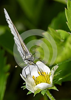 The cabbage butterfly collects nectar from strawberry flowers