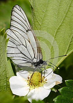 The cabbage butterfly collects nectar from strawberry flowers