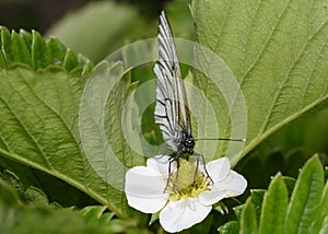 The cabbage butterfly collects nectar from strawberry flowers