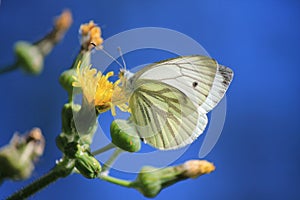 Cabbage butterfly, dandelion, piris rapae, small white on yellow flower