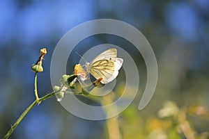 Cabbage butterfly, dandelion, piris rapae, small white on yellow flower