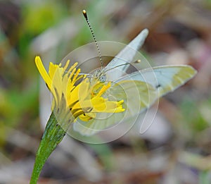 Cabbage butterfly from the family of whiteflies pest