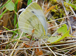 Cabbage butterfly from the family of whiteflies pest