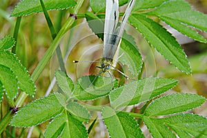 Cabbage butterfly from the family of whiteflies pest