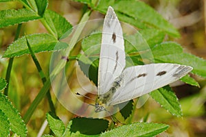 Cabbage butterfly from the family of whiteflies pest