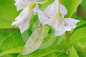 Cabbage butterfly from the family of whiteflies pest