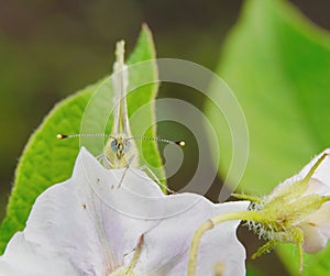 Cabbage butterfly from the family of whiteflies pest