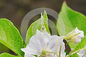 Cabbage butterfly from the family of whiteflies pest