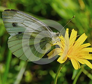 Cabbage butterfly from the family of whiteflies pest