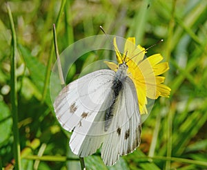 Cabbage butterfly from the family of whiteflies pest