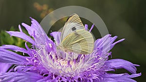 Cabbage butterfly or Large white Pieris brassicae feeding from Stokesia Laevis