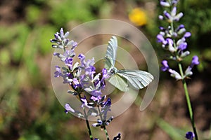 Cabbage butterfly on lavender flowers