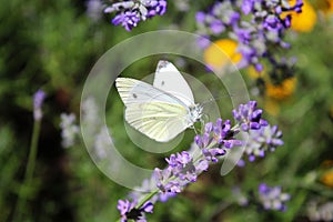 Cabbage butterfly on lavender flowers