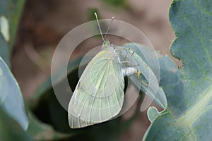 Cabbage butterfly laying eggs