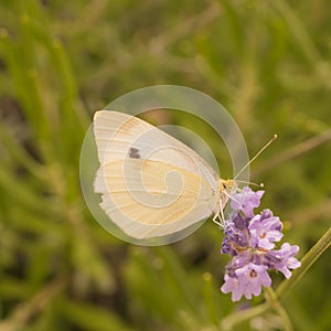 Cabbage Butterfly photo