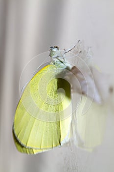 Cabbage butterfly ( Pieris brassicae) came out of cocoon