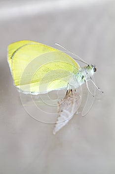 Cabbage butterfly ( Pieris brassicae) came out of cocoon