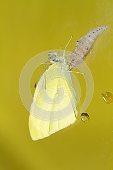 Cabbage butterfly ( Pieris brassicae) came out of cocoon
