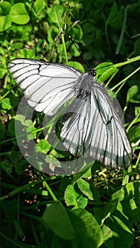 A cabbage butterfly Pieris brassicae sits with its wings spread among the green grass.