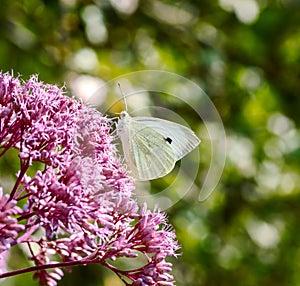 Cabbage butterfly on a pink Eupatorium flower