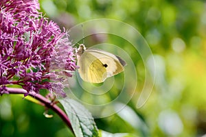 Cabbage butterfly on a pink Eupatorium flower