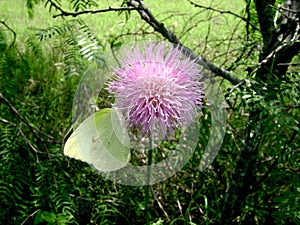 Cabbage butterfly on a plume thistle