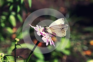 Cabbage butterfly sitting on pink flower close up in summer