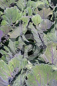 Cabbage Capitate Group Integer