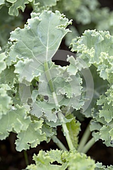 Cabbage caterpillar bite kale