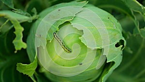 Cabbage caterpillar butterfly field large white leaf bitten holes eating nibble green moth Pieris brassicae cole crops