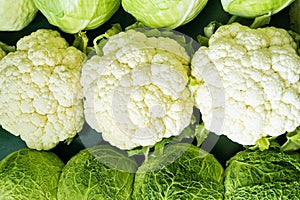 Cabbage and cauliflower photo