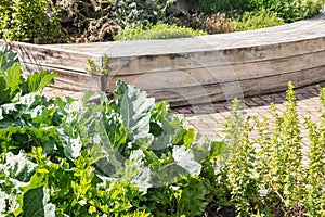 Cabbage, celery and herbs growing in raised bed in organic garden with blurred background and copy space