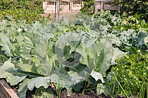 Cabbage, celery and onion plants growing in organic garden with blurred background