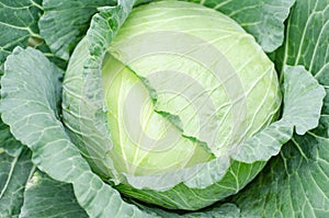 Cabbage