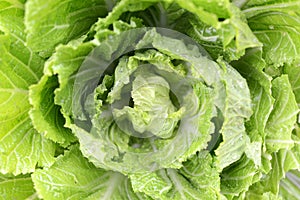 Cabbage Closeup