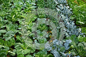 Cabbage collards garden rows. Collard greens varieties in a homestead garden in spring
