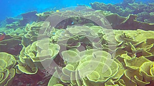 cabbage coral, Turbinaria reniformis, on rainbow reef in fiji