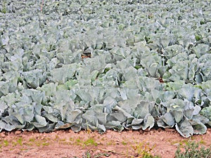 Cabbage crop in NYS Lake Ontario Wayne County
