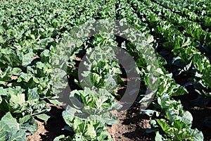 Cabbage cultivation