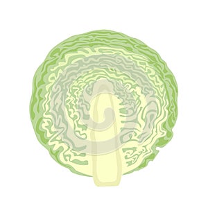 Cabbage cut in half isolated on white background. Vector illustration of slice of cabbage