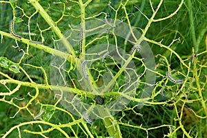 Cabbage damaged by caterpillars