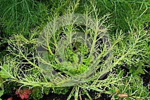 Cabbage damaged by caterpillars