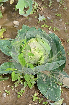 Cabbage damaged by hailstorm