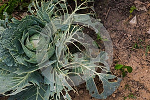 Cabbage that Damaged from Insects Pests in a Chemical-Free Backyard Vegetable Garden