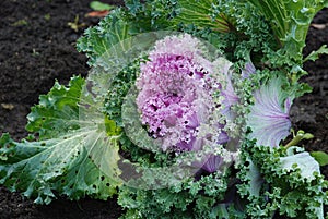 Cabbage decorative lilac photo