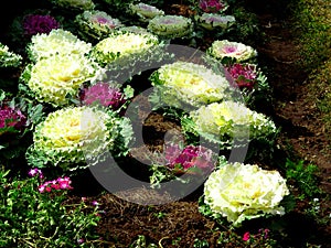 Cabbage in doiinthanon