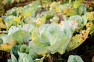 Cabbage of dried leaves in farm