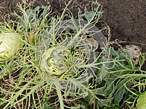 Cabbage eaten by green caterpillars. Cruciferous pests